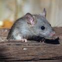 Bătălia de sub podea: Cum scapi de cuiburile ascunse ale rozătoarelor