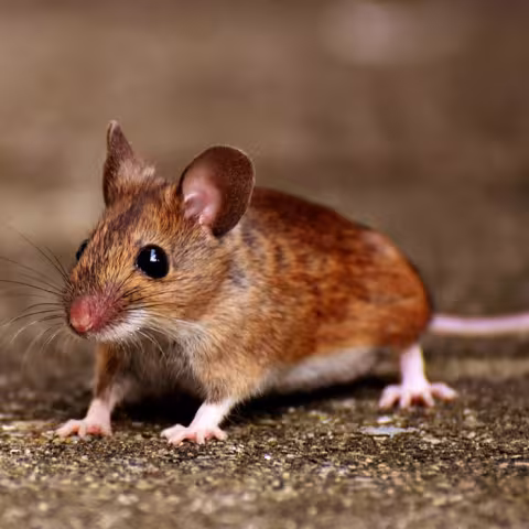 Vizitatori nocturni care profită de fiecare mișcare a ta
